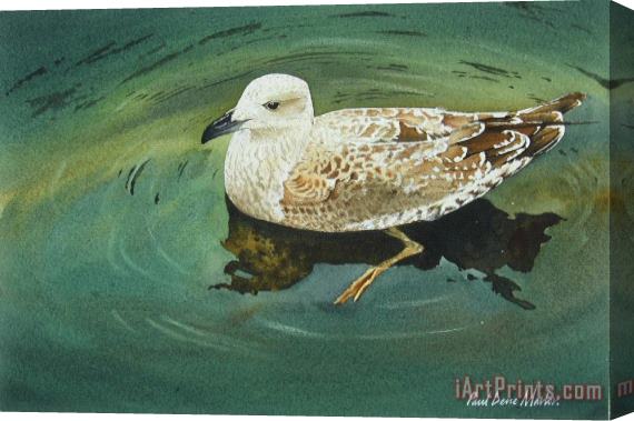 Paul Dene Marlor Black Backed Gull Stretched Canvas Print / Canvas Art