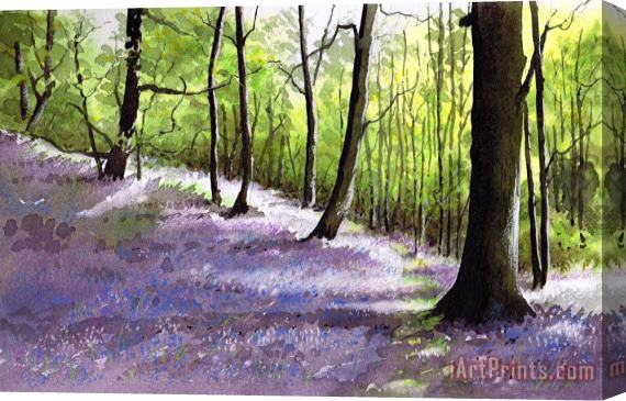 Paul Dene Marlor Bluebell wood Stretched Canvas Print / Canvas Art