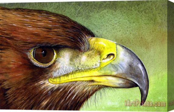 Paul Dene Marlor Golden Eagle Stretched Canvas Painting / Canvas Art