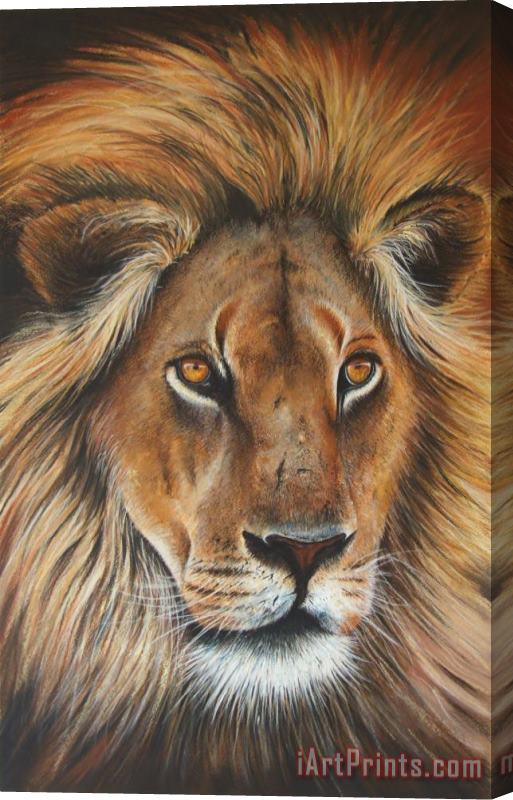 Paul Dene Marlor Lion Stretched Canvas Print / Canvas Art