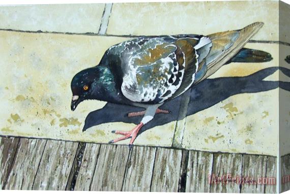 Paul Dene Marlor Looking For Crumbs Stretched Canvas Print / Canvas Art
