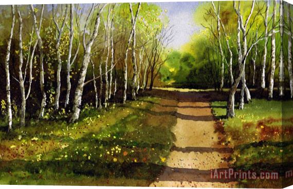 Paul Dene Marlor Path through Silver Birches Stretched Canvas Print / Canvas Art