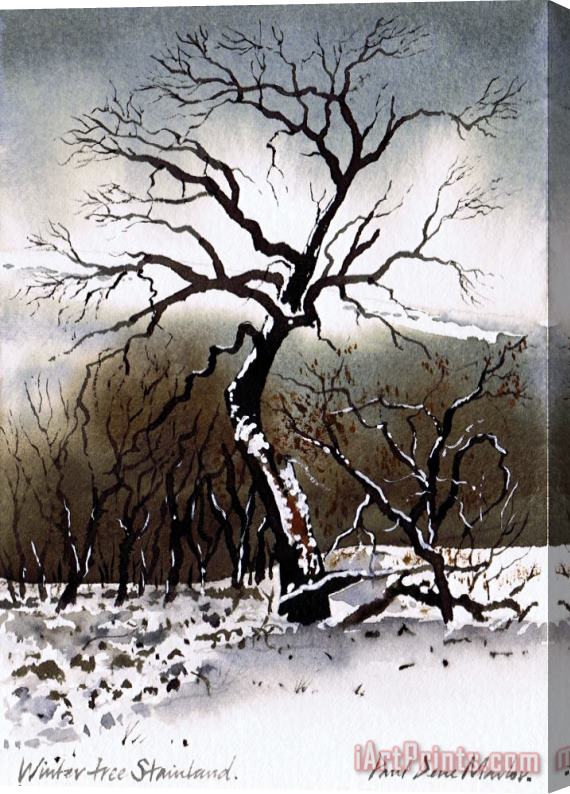 Paul Dene Marlor Winter Tree Stainland Stretched Canvas Print / Canvas Art