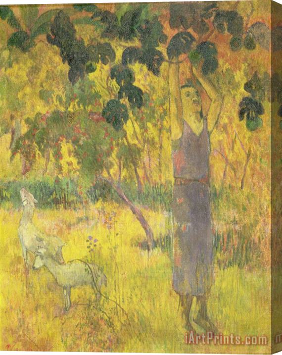 Paul Gauguin Picking Fruit from a Tree Stretched Canvas Painting / Canvas Art