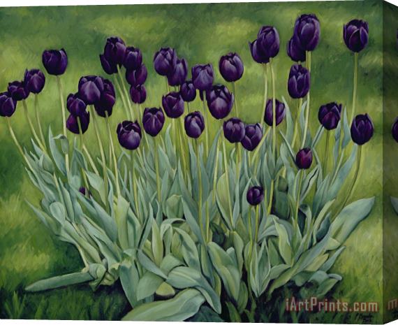 Peter Breeden Black Tulips Stretched Canvas Print / Canvas Art