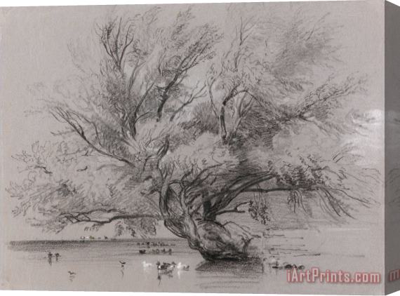 Peter de Wint Pond with Willow Tree And Ducks Stretched Canvas Print / Canvas Art