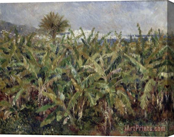 Pierre Auguste Renoir Field of Banana Trees Stretched Canvas Print / Canvas Art