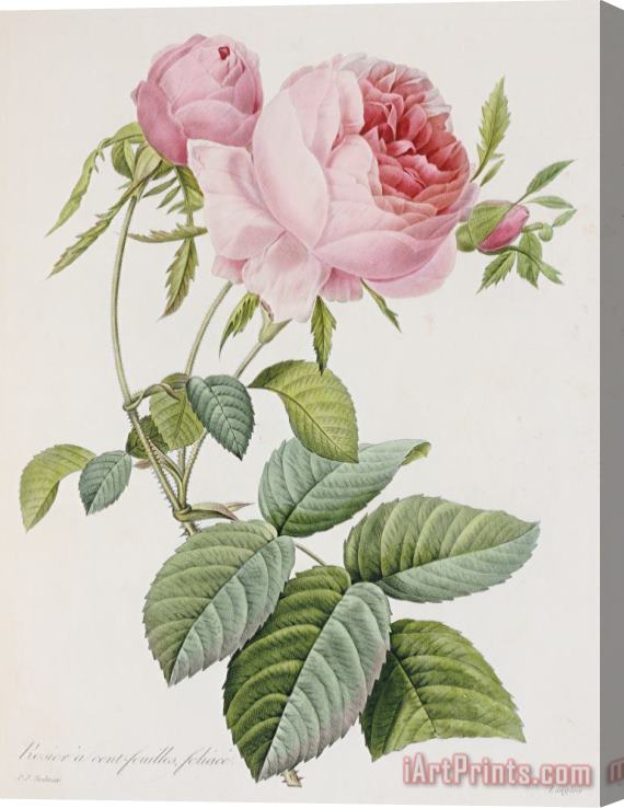 Pierre Joesph Redoute Rose Stretched Canvas Painting / Canvas Art