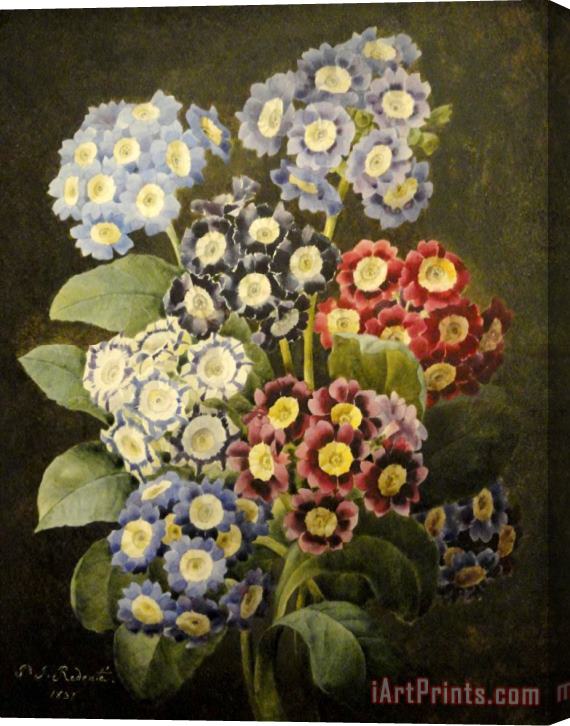 Pierre Joseph Redoute A Bouquet of Auriculas Stretched Canvas Print / Canvas Art