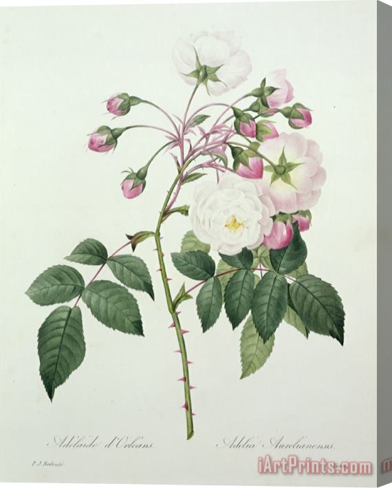 Pierre Joseph Redoute Adelia aurelianensis Stretched Canvas Print / Canvas Art
