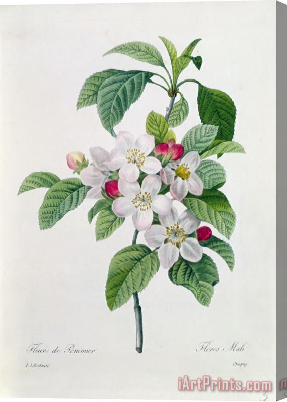 Pierre Joseph Redoute Apple Blossom Stretched Canvas Print / Canvas Art
