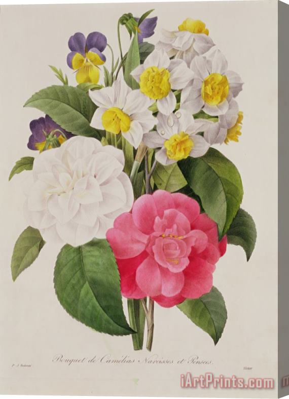 Pierre Joseph Redoute Camellias Narcissus And Pansies Stretched Canvas Print / Canvas Art
