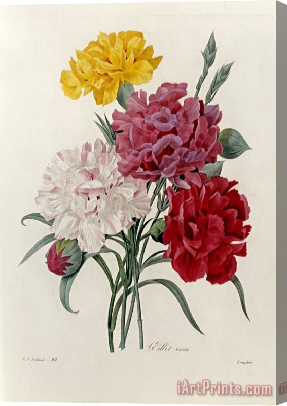 Pierre Joseph Redoute Carnations Stretched Canvas Painting / Canvas Art