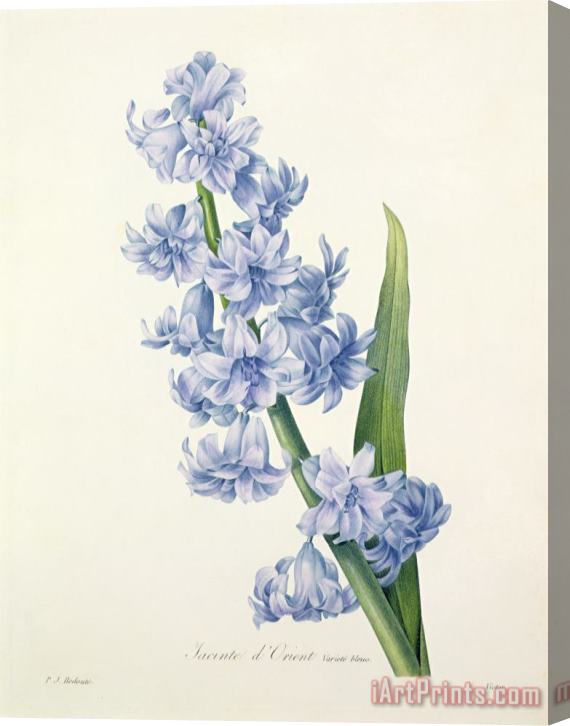 Pierre Joseph Redoute Hyacinth Stretched Canvas Print / Canvas Art