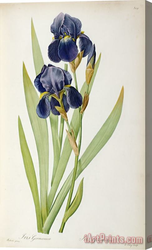 Pierre Joseph Redoute Iris Germanica Stretched Canvas Print / Canvas Art