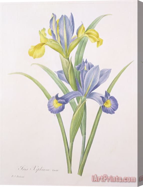 Pierre Joseph Redoute Iris xiphium Stretched Canvas Print / Canvas Art