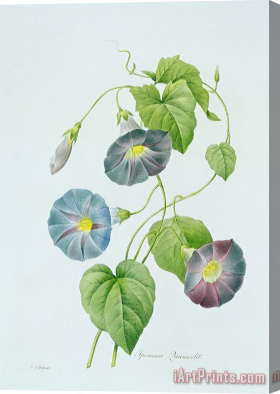 Pierre Joseph Redoute Morning Glory Stretched Canvas Painting / Canvas Art