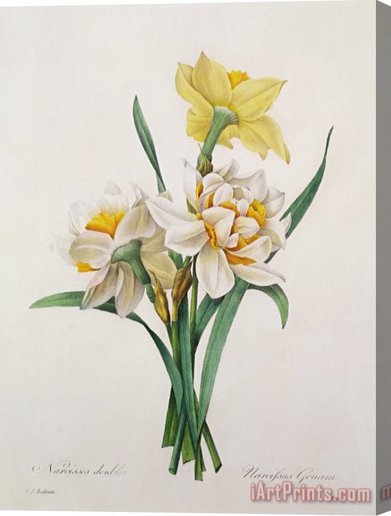 Pierre Joseph Redoute Narcissus Gouani Stretched Canvas Print / Canvas Art