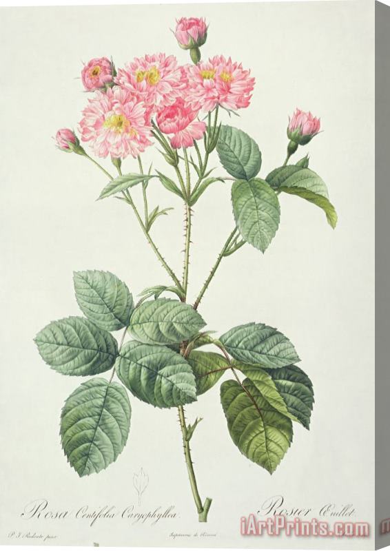 Pierre Joseph Redoute Rosa Centifolia Caryophyllea Stretched Canvas Painting / Canvas Art