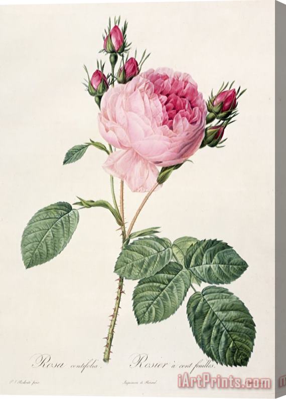 Pierre Joseph Redoute Rosa Centifolia Stretched Canvas Painting / Canvas Art
