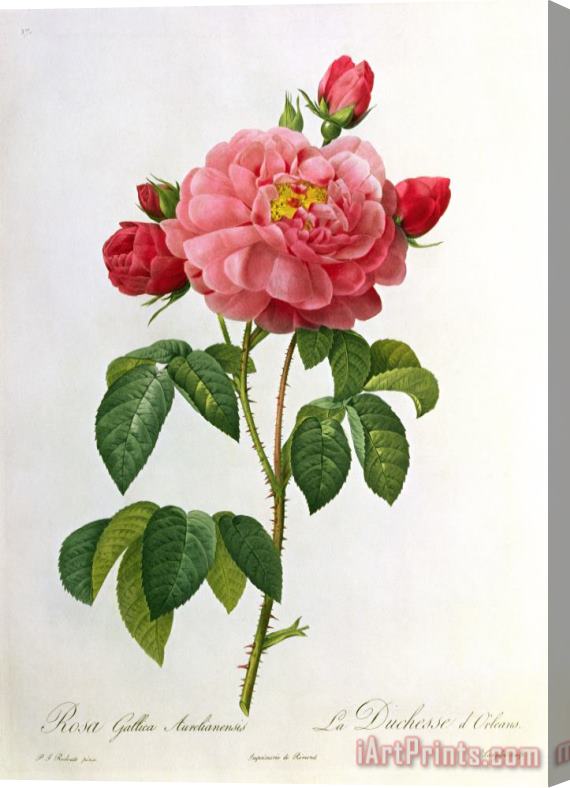 Pierre Joseph Redoute Rosa Gallica Aurelianensis Stretched Canvas Print / Canvas Art