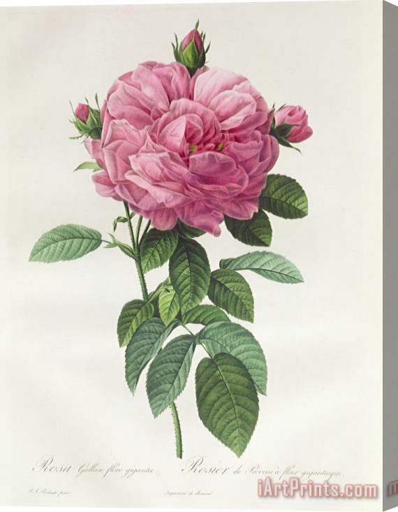 Pierre Joseph Redoute Rosa Gallica Flore Giganteo Stretched Canvas Print / Canvas Art