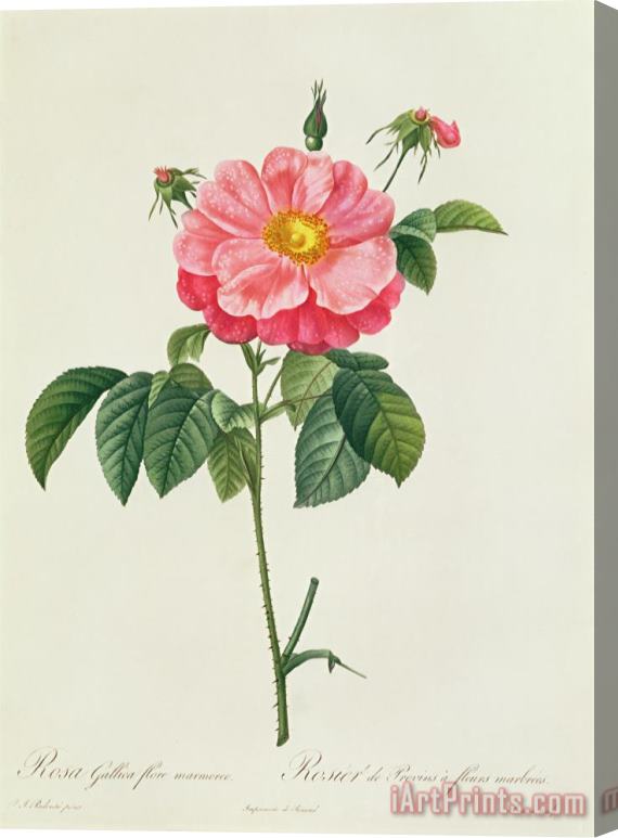 Pierre Joseph Redoute Rosa Gallica Flore Marmoreo Stretched Canvas Print / Canvas Art