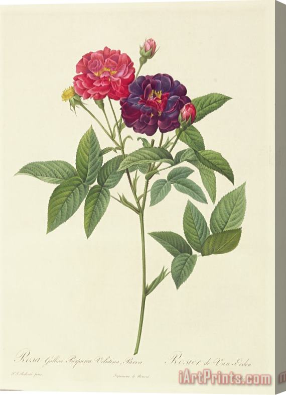 Pierre Joseph Redoute Rosa Gallica Purpurea Velutina Stretched Canvas Print / Canvas Art