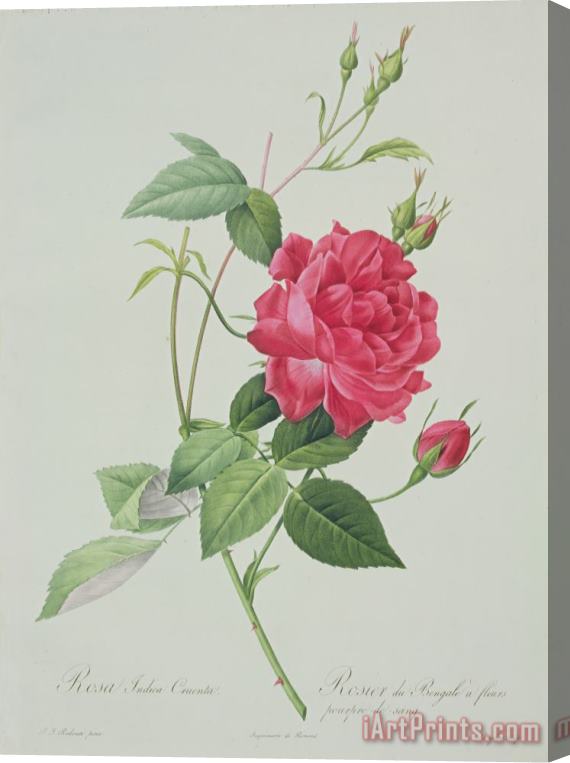 Pierre Joseph Redoute Rosa indica cruenta Stretched Canvas Painting / Canvas Art