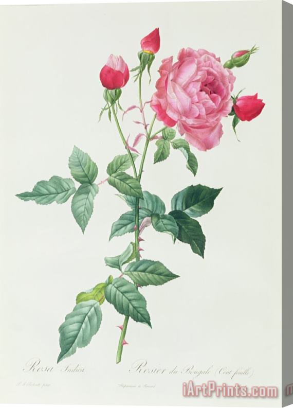 Pierre Joseph Redoute Rosa Indica Stretched Canvas Print / Canvas Art