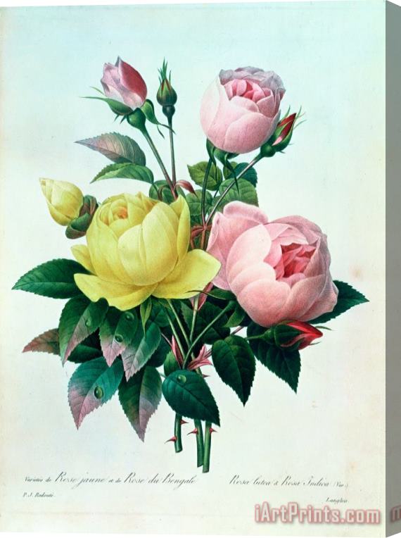 Pierre Joseph Redoute Rosa Lutea and Rosa Indica Stretched Canvas Print / Canvas Art