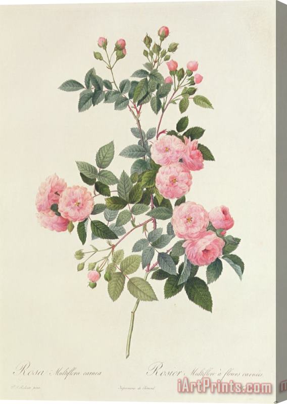 Pierre Joseph Redoute Rosa Multiflora Carnea Stretched Canvas Painting / Canvas Art