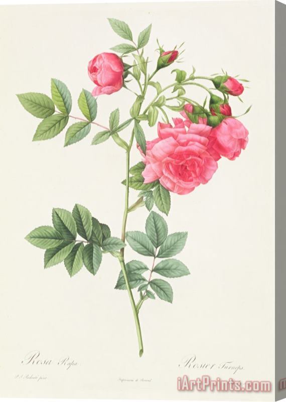 Pierre Joseph Redoute Rosa Pimpinellifolia Flore Variegato Stretched Canvas Print / Canvas Art