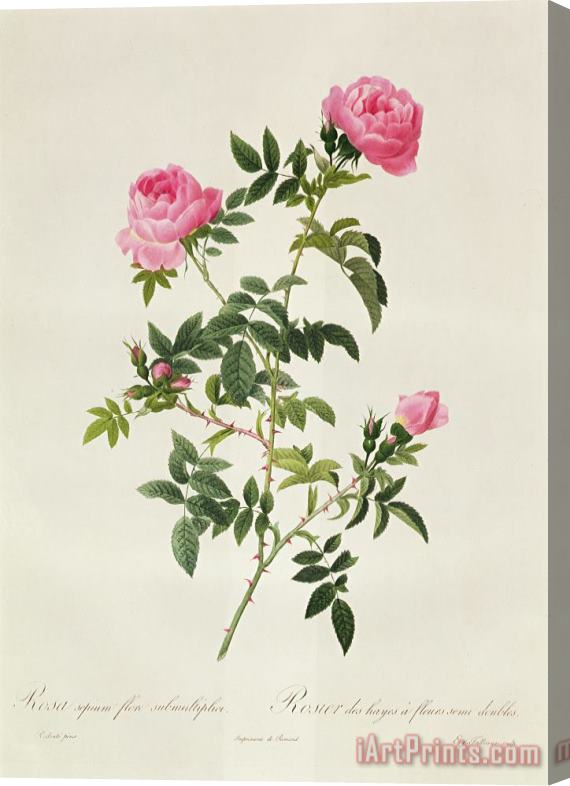 Pierre Joseph Redoute Rosa Sepium Flore Submultiplici Stretched Canvas Print / Canvas Art
