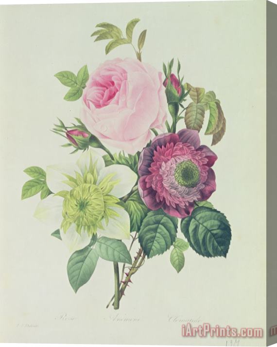 Pierre Joseph Redoute Rose Stretched Canvas Print / Canvas Art