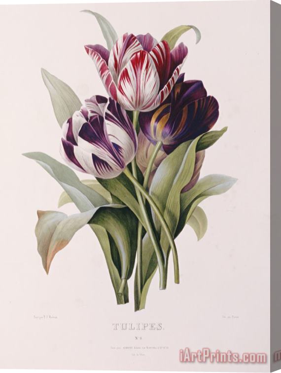 Pierre Joseph Redoute Tulips Stretched Canvas Print / Canvas Art