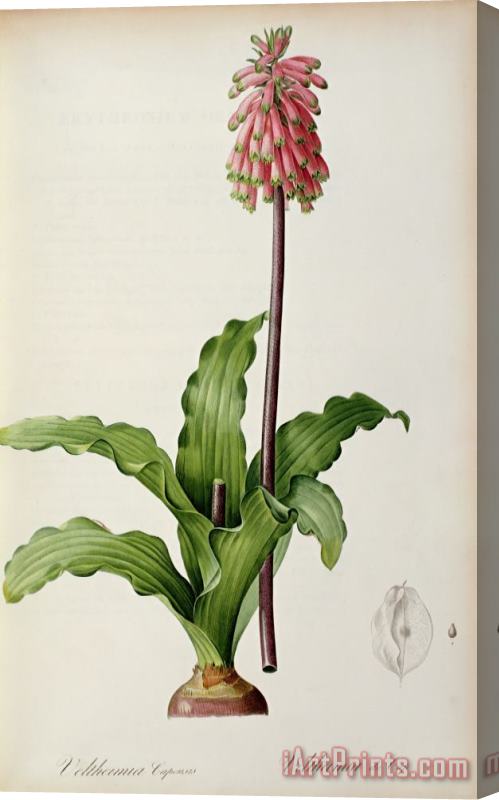 Pierre Joseph Redoute Veltheimia Capensis Stretched Canvas Print / Canvas Art