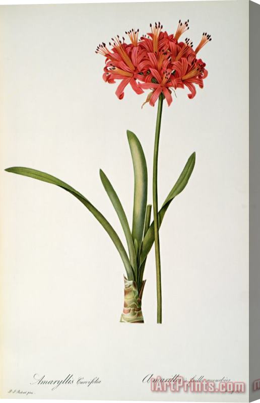 Pierre Redoute Amaryllis Curvifolia Stretched Canvas Print / Canvas Art