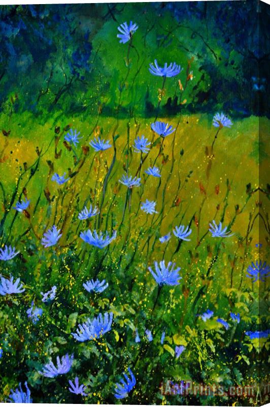 Pol Ledent Wild Flowers 911 Stretched Canvas Print / Canvas Art