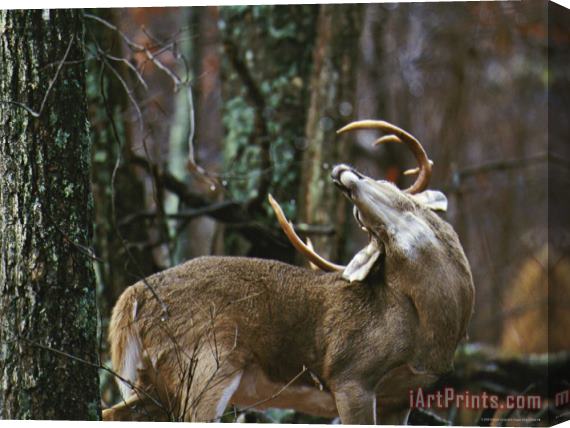 Raymond Gehman A 12 Point White Tailed Deer Buck Stretching His Neck Stretched Canvas Print / Canvas Art