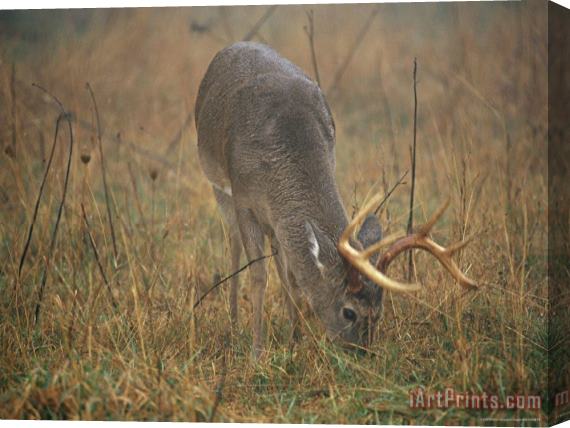 Raymond Gehman A 8 Point White Tailed Deer Buck Eating Stretched Canvas Print / Canvas Art