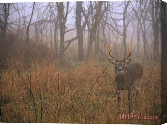 Raymond Gehman A 8 Point White Tailed Deer Buck Standing in Grasses at Woods Edge Stretched Canvas Print / Canvas Art