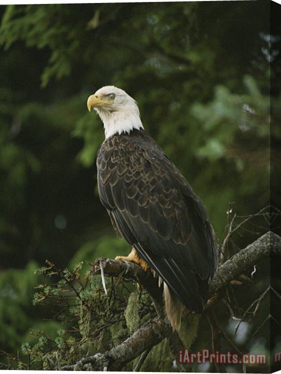 Raymond Gehman A Bald Eagle Perches Proudly on a Tree Branch Stretched Canvas Print / Canvas Art