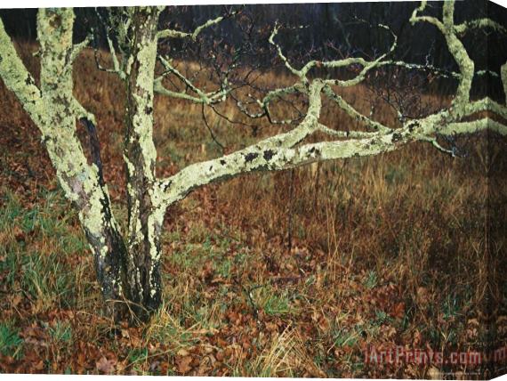Raymond Gehman A Bare Dogwood Tree Covered with Lichens at Priest Overlook Stretched Canvas Print / Canvas Art