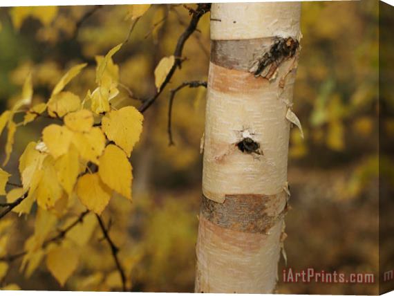 Raymond Gehman A Birch Tree Yellowed by The Autumn Season Stretched Canvas Print / Canvas Art