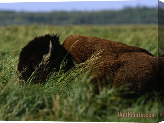 Raymond Gehman A Bison Is All But Hidden in Tall Grass Stretched Canvas Print / Canvas Art