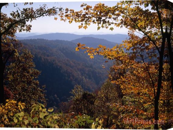Raymond Gehman A Blue Ridge Mountain Escarpment Framed by Maple Trees in Autumn Hues Stretched Canvas Print / Canvas Art