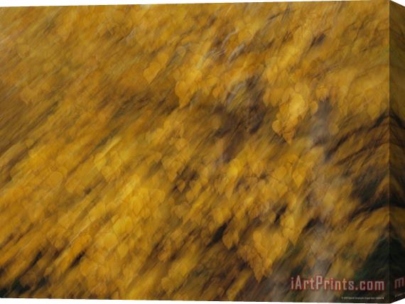 Raymond Gehman A Blurred View of Birch Trees Along The Mackenzie River Stretched Canvas Print / Canvas Art