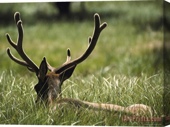 Raymond Gehman A Bull Elk Or Wapiti Its Antlers in Velvet Lying in a Grassy Field Stretched Canvas Painting / Canvas Art
