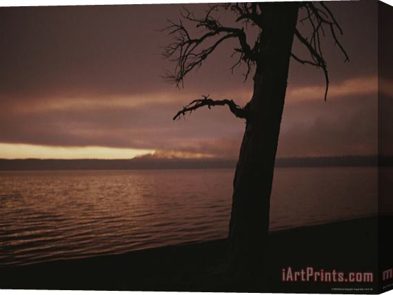 Raymond Gehman A Burned Pine Tree Is Silhouetted Against Shoshone Lake at Sunset Stretched Canvas Print / Canvas Art